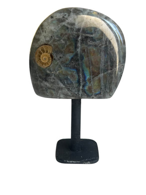 Labradorite et Ammonite sur socle