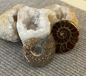 Ammonites sciées et polies A+